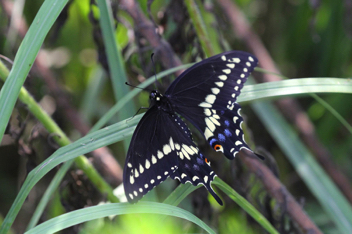 Black Swallowtail male